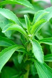 Nature Herbs Stevia Leave
