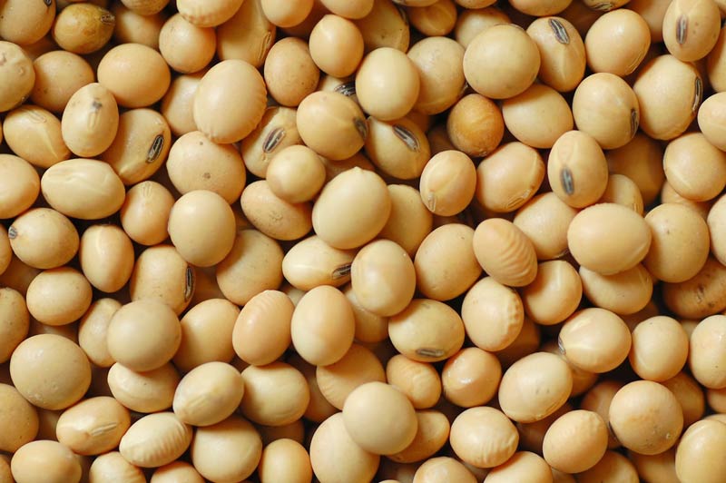 soybean