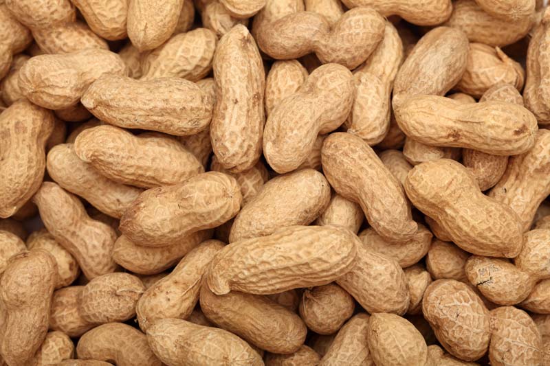 Groundnut Manufacturer In Bikaner Rajasthan India By Ppagroindia p