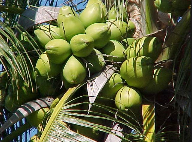 Matured Watery Coconut