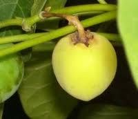 Refined Jatropha Oil