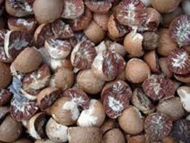 Good Quality Betel Nut