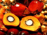 Hydrogenated Palm Kernel Oil