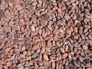 Cocoa Bean