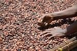 Roasted Cocoa Beans