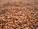 Organic Cocoa Beans