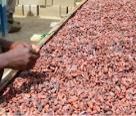 Fatty Cocoa Beans