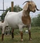 Live Boer Goats