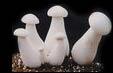 Milky Mushrooms