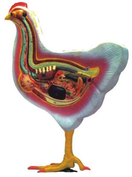 Bird Dissection-Domestic Hen