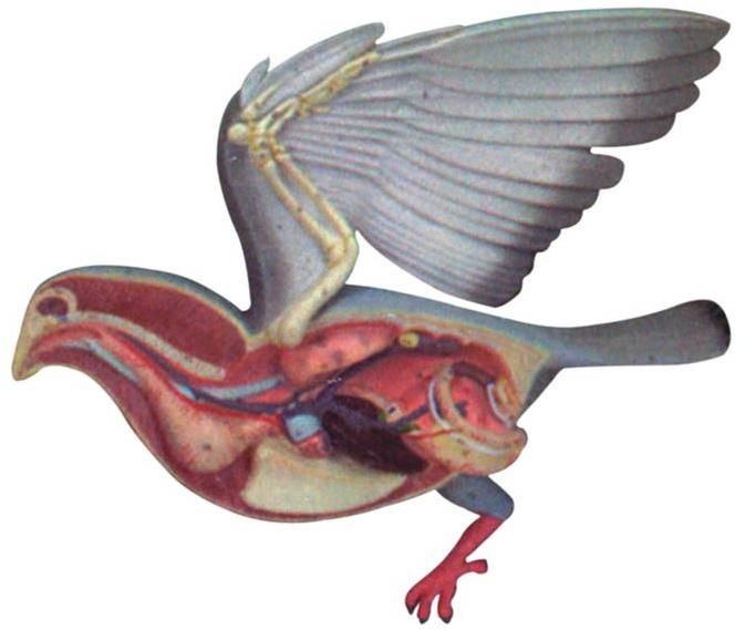 Bird Dissection- Pigeon