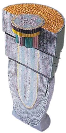 Dicot Root Tip Model