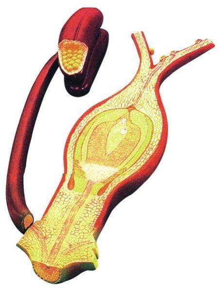 Fertilization Model Of The Angiosperms