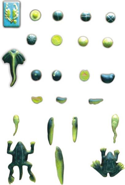 Frog Development Model