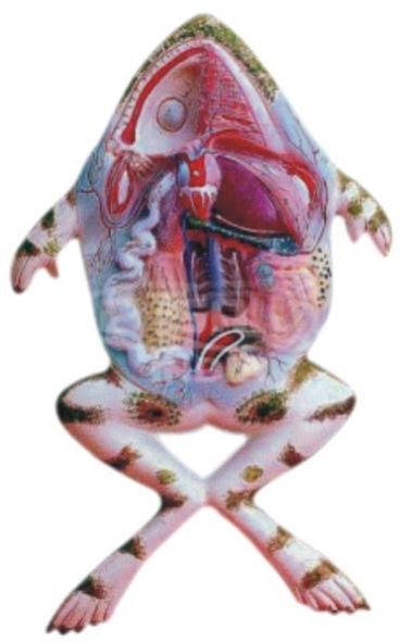 Frog Dissection Model