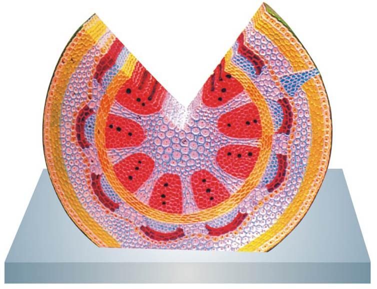 Herbaceous Dicot Stem Model