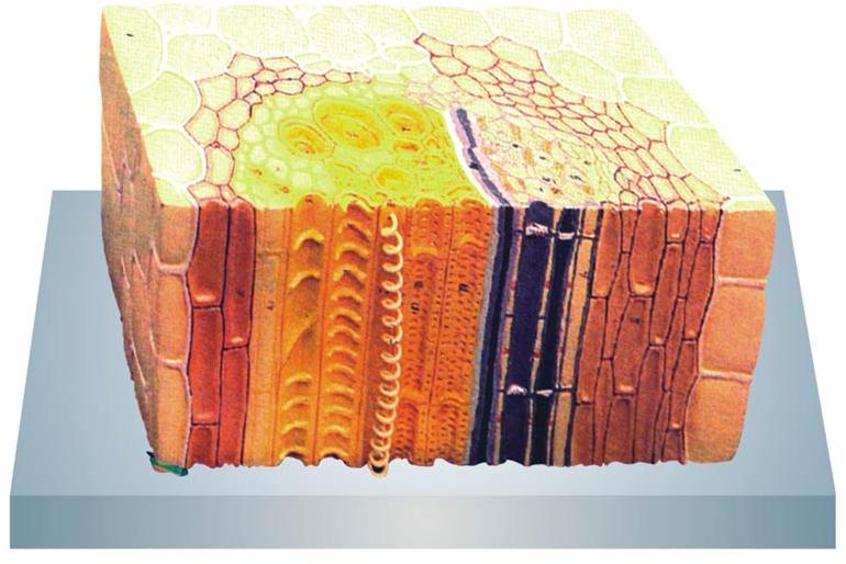 Herbaceous Dicot Stem Section Model