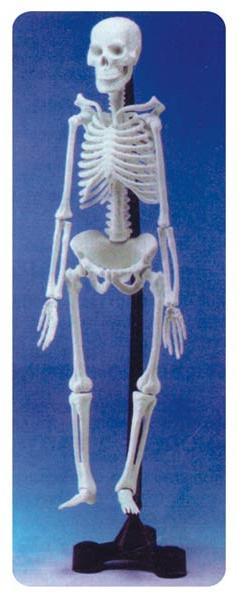 Human Skeleton Model 1