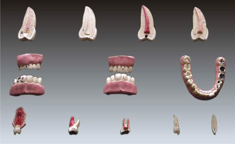 Human Teeth - Set Of 16