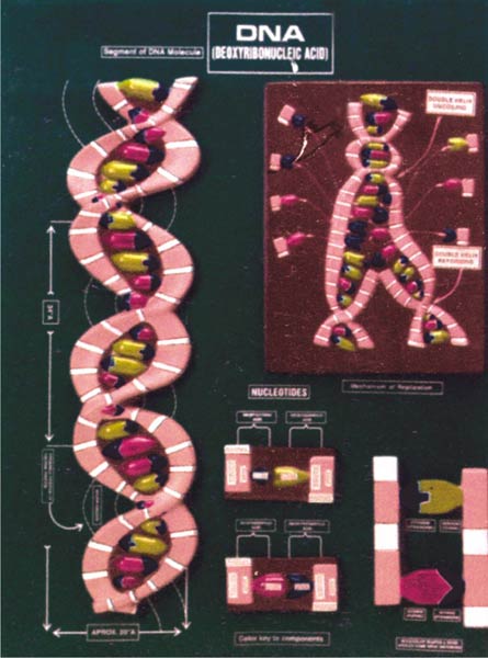 Dna Model