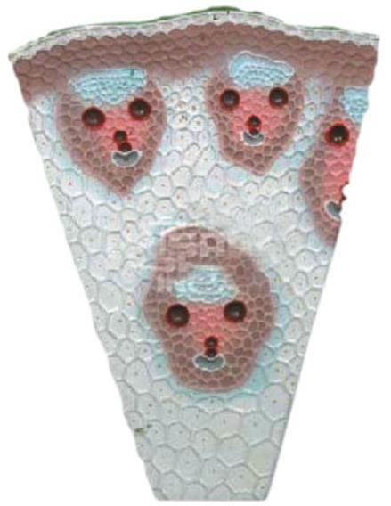 Maize Ts Monocot Stem