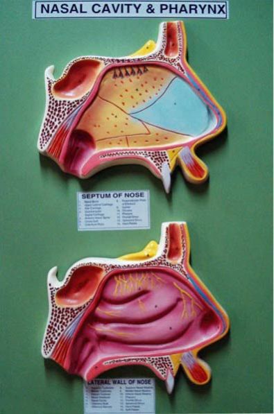 Nasal Cavity