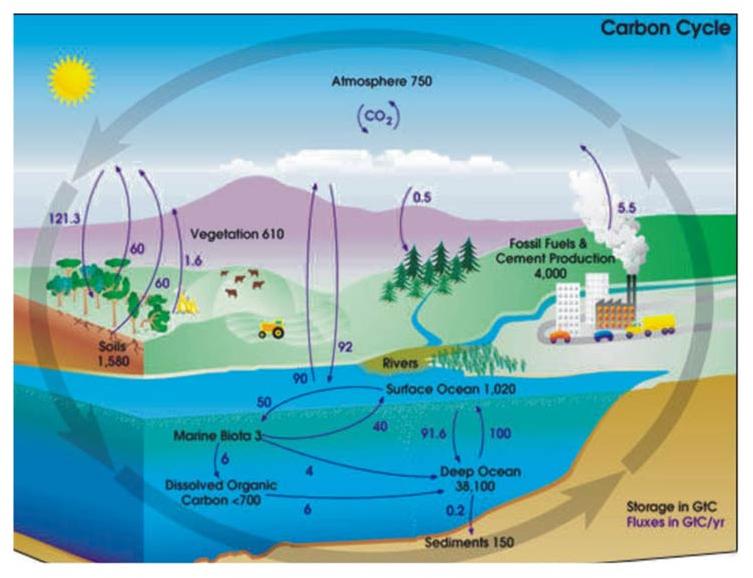 Carbon Cycle Nature