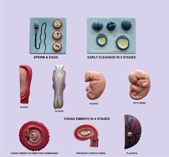 Period Of Gestation Set