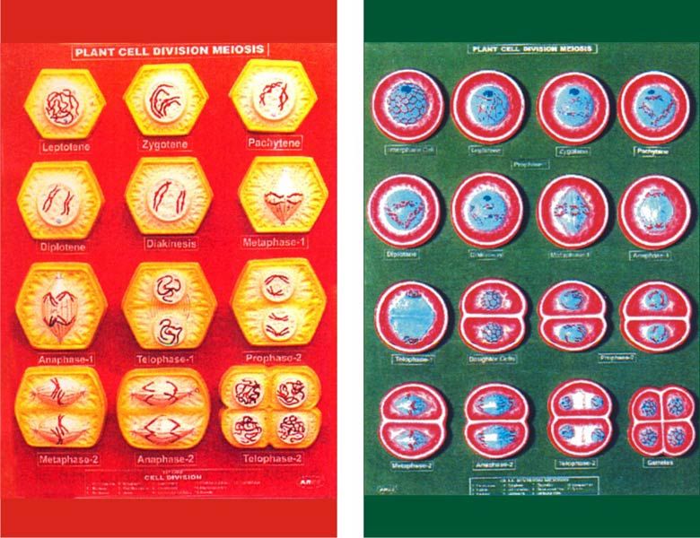 Plant Cell Division Meiosis Model