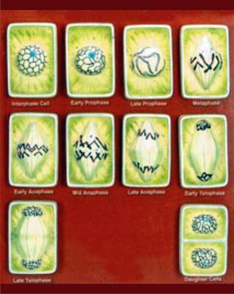 Plant Cell Division Model