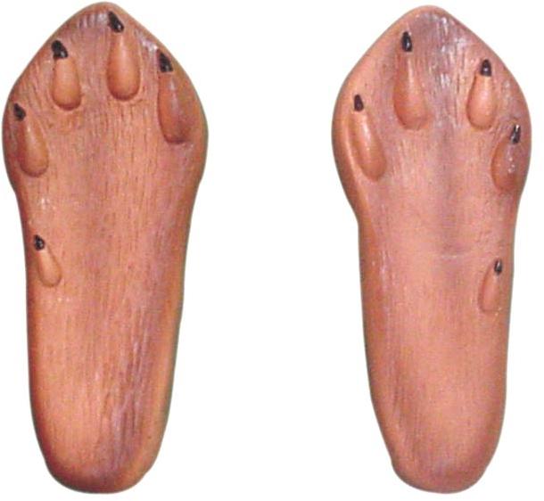 Posterior Foot Model of Rabbit