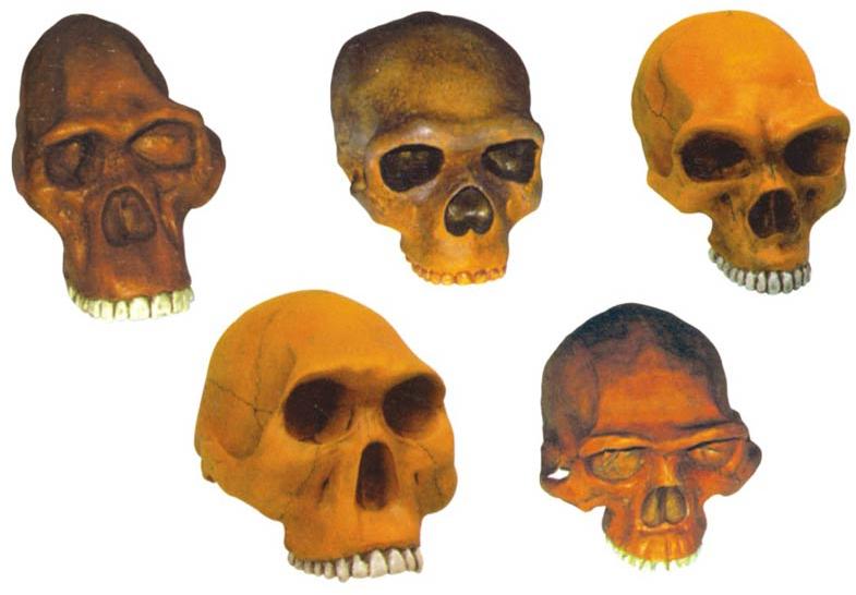 Prehistoric Man Skulls - Set of 6