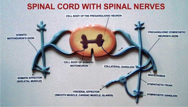 Spinal Cord With Spinal Nerves