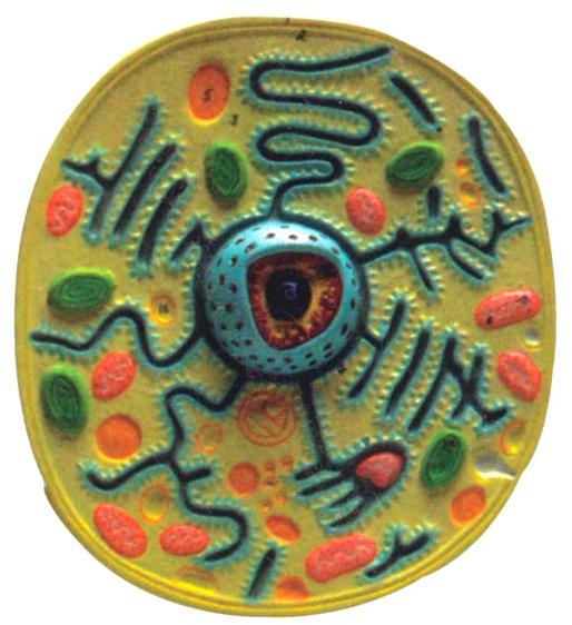Биология из пластилина. Макет клетки бактерии. Модель клетки бактерии. Объемная модель бактерии. Макет бактерии из пластилина.