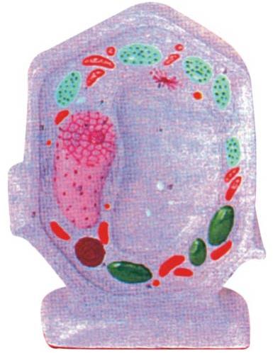 Typical Plant Cell Model