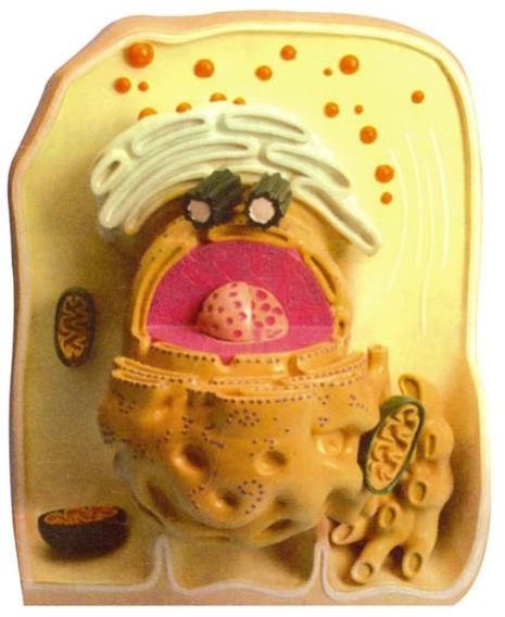 Ultra Structure Of Cell Model