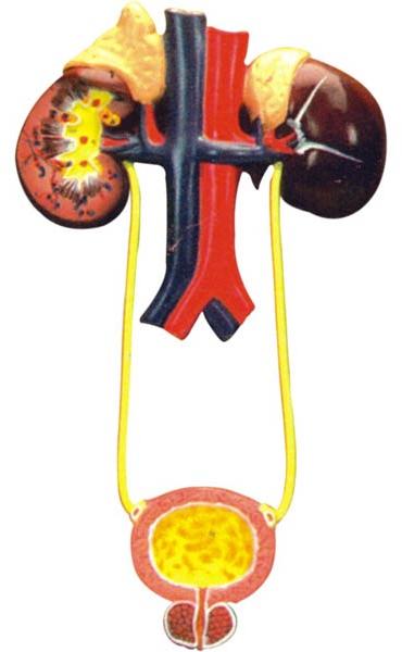 Urinary Organs Kidney with Bladder
