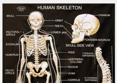 Human Anatomy Models-index-06-1