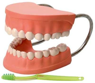 Dental Care Model