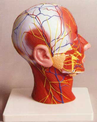 Human Head Model