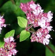 Marjoram Hydrosol