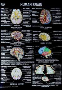 Human Brain Educational Charts