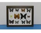 Butterfly Frames