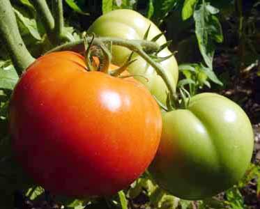 Tomato, Fresh Vegetables