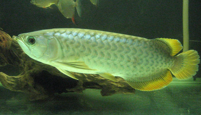 Banja Red Arowana Fish
