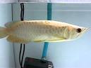 Golden Head Cross Belly Arowana Fish