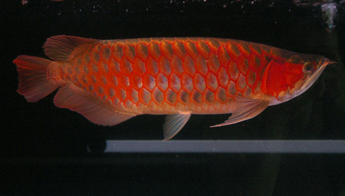 Premium Super Red Arowana Fish