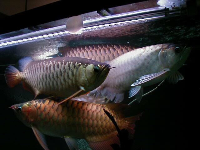 Red Tail Golden (rtg) Arowana Fish