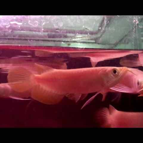 tung hu chilli red arowana fish