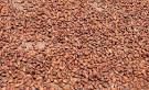 cocoa beans